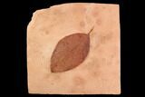 Red Fossil Leaf (Rhamnites) - Montana #95313-1